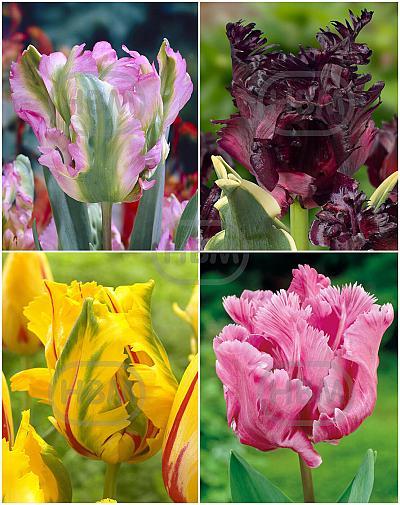 S15 Tulipa Parrot E (4x75)