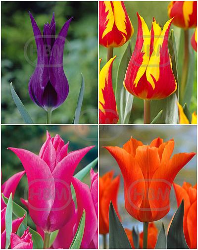 S15 Tulipa Lily-Flowering C (4x75)