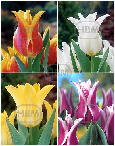 S15 Tulipa Lily-Flower D (4x75)