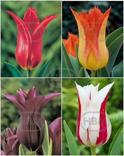 S15 Tulipa Lily-Flowering E (4x75)