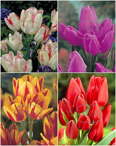 S15 Tulipa Bunch-Flowering A (4x75)