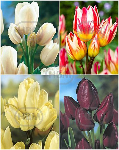 S15 Tulipa Bunch-Flowering B (4x75)