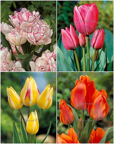 S15 Tulipa Bunch-Flowering C (4x75)