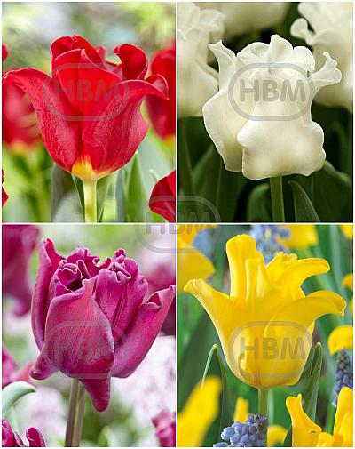 S15 Tulipa Crown (4x75)