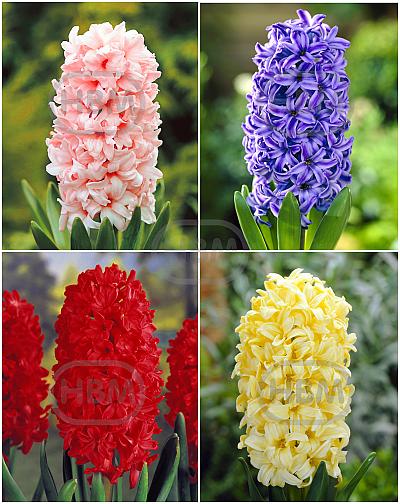 S24 Hyacinthus A (4x75)