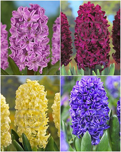 S24 Hyacinthus C (4x50)