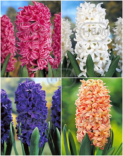 S24 Hyacinthus E (4x50)