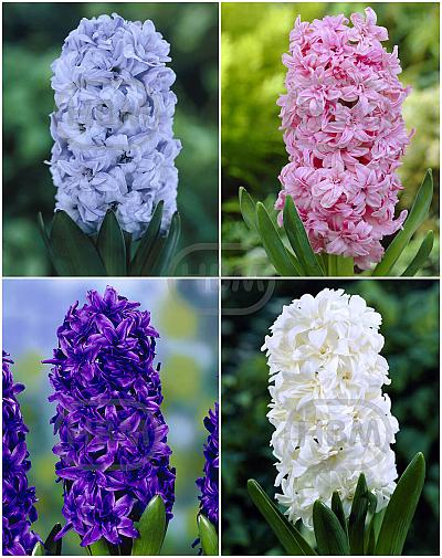 S24 Hyacinthus Double (4x40)