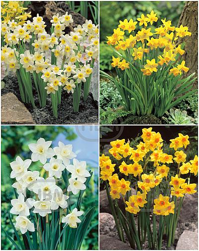 S24 Narcissus Miniature A (4x200)