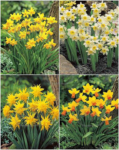 S15 Narcissus Miniature B (4x100)