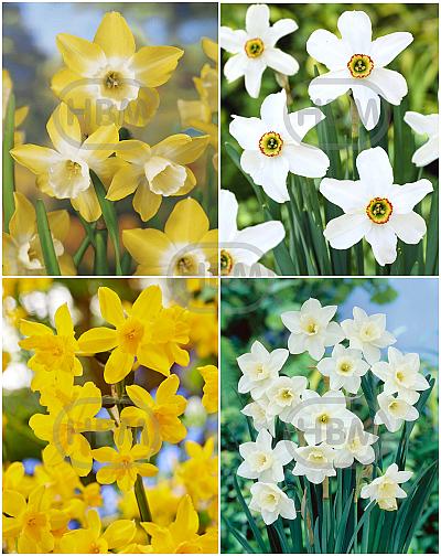 S15 Narcissus Miniature D (4x100)