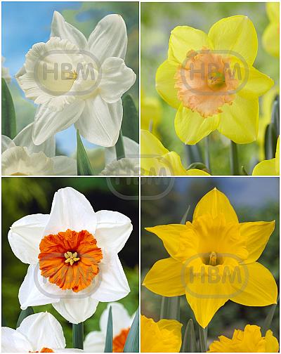 S24 Narcissus Single B (4x50)