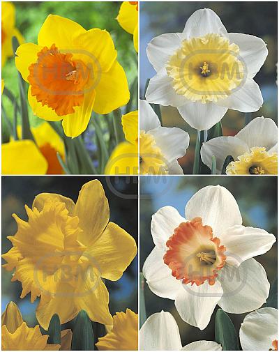 S24 Narcissus Single C (4x50)