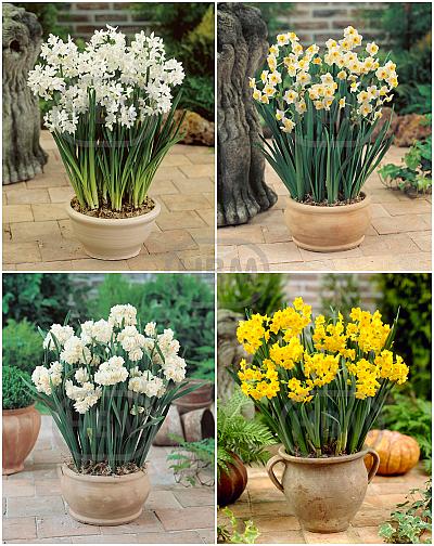S24 Narcissus Fragrant (4x50)