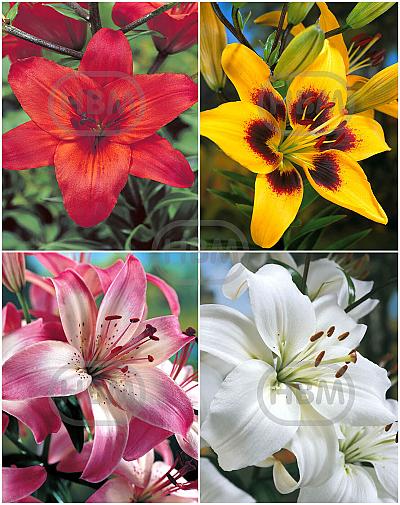 S32 Lilium Asiatic (4x30)