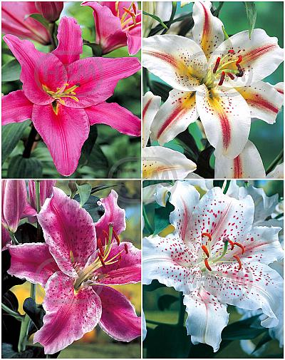 S32 Lilium Oriental (4x30)