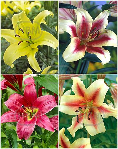 S32 Lilium OT (4x30)