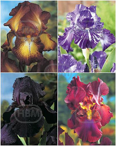 S32 Iris Germanica A (4x15)