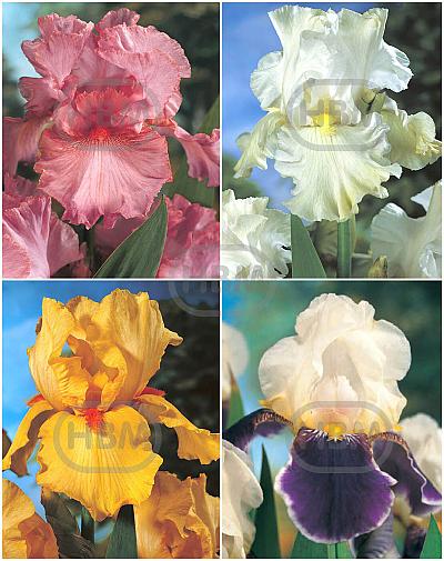 S32 Iris Germanica B (4x15)