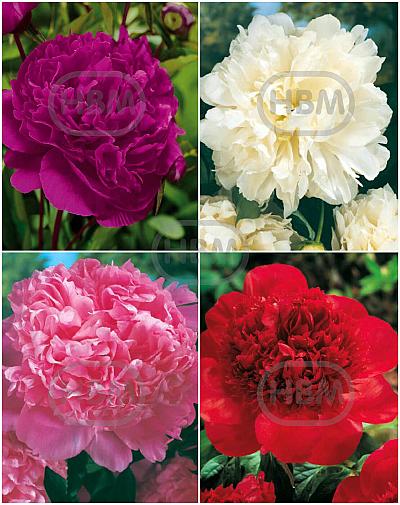 S32 Paeonia (4x12)