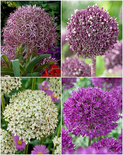 S24 Allium A (4x50)