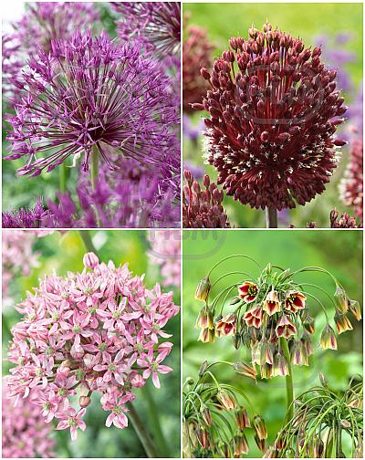 S15 Allium B (3x50/1x100)