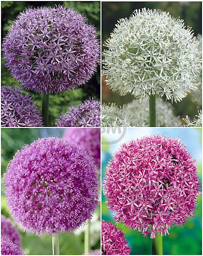 S24 Allium C (4x15)