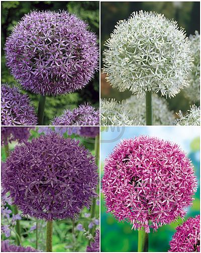 S24 Allium C (4x15)