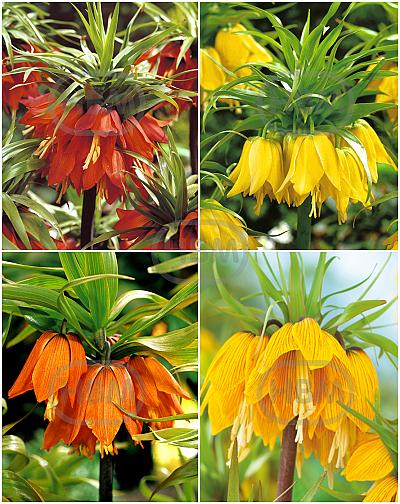 S24 Fritillaria A (4x10)