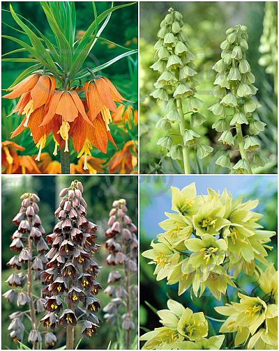 S24 Fritillaria B (4x10)