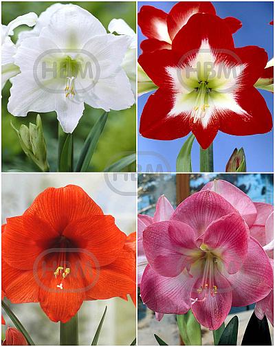 S32 Amaryllis (Hippeastrum) A (4x8)