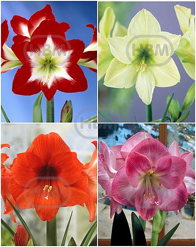 S32 Amaryllis (Hippeastrum) A (4x8)