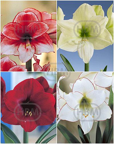 S32 Amaryllis (Hippeastrum) B (4x8)