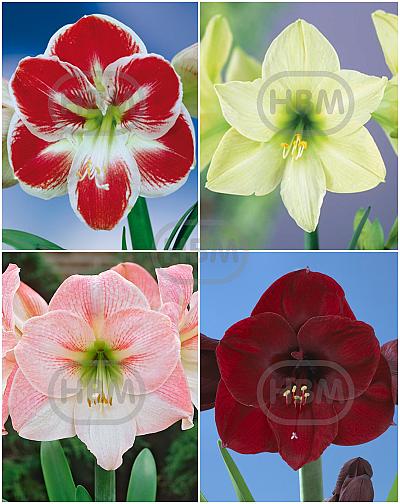 S32 Amaryllis (Hippeastrum) C (4x8)
