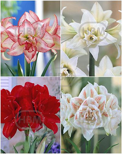 S32 Amaryllis Double (Hippeastrum) A (4x8)