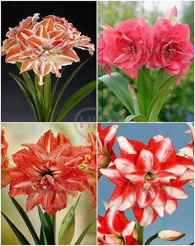 S32 Amaryllis (Hippeastrum) Double B (4x8)