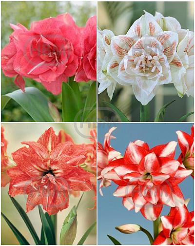 S32 Amaryllis (Hippeastrum) Double B (4x8)