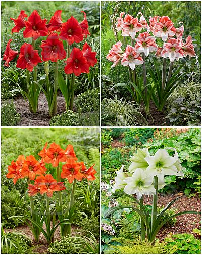 S32 Amarino's (Hardy -7C Hippeastrum (4x10)