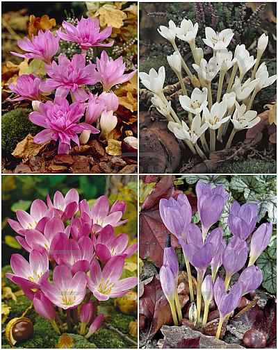 S24 Colchicum (3x30/1x20)