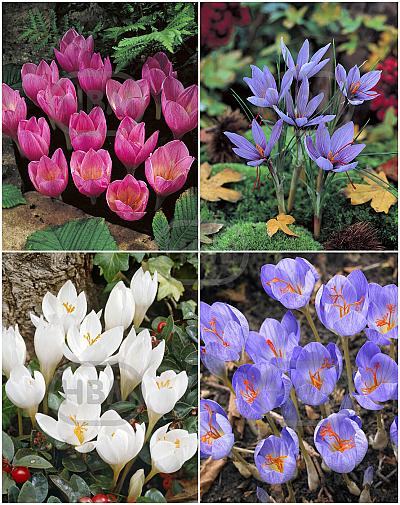 S15 Crocus Autumn Flowering (2x50/2x100)