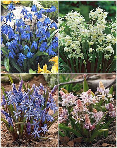 S15 Scilla (2x100/2x150)