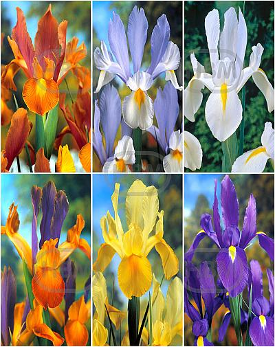 S15 Dutch Iris (6x80)