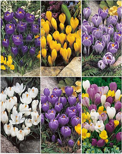 S15 Crocus Large Flowering A (6x200)
