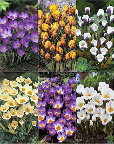 S15 Crocus Botanical A (6x200)