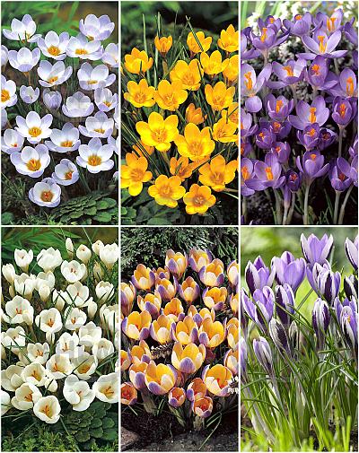 S15 Crocus Botanical B (6x200)