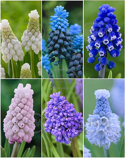 S15 Muscari A (6x100)