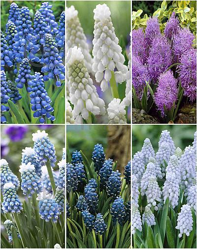 S15 Muscari B (6x100)