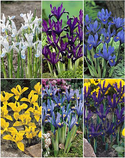 S15 Iris Reticulata (6x150)