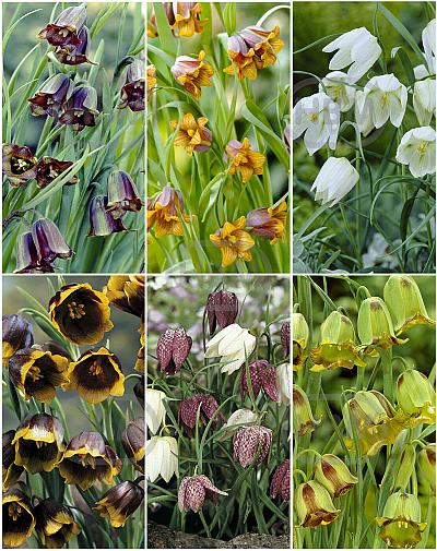S15 Fritillaria Smallflowering (6x75)