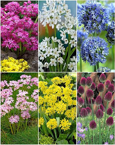 S15 Allium Smallflowering (6x200)